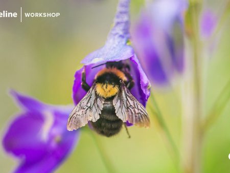 Macro Photography Workshop at Red Butte Garden: Saturday May 1st: Get to know your camera students on Sale